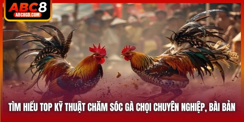 Tìm hiểu top kỹ thuật chăm sóc gà chọi chuyên nghiệp, bài bản