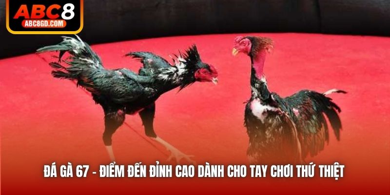 Đá Gà 67 - Điểm Đến Đỉnh Cao Dành Cho Tay Chơi Thứ Thiệt