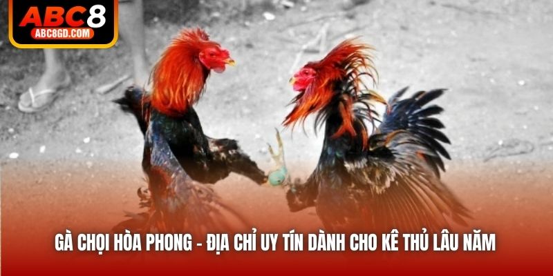 Gà Chọi Hòa Phong - Địa Chỉ Uy Tín Dành Cho Kê Thủ Lâu Năm