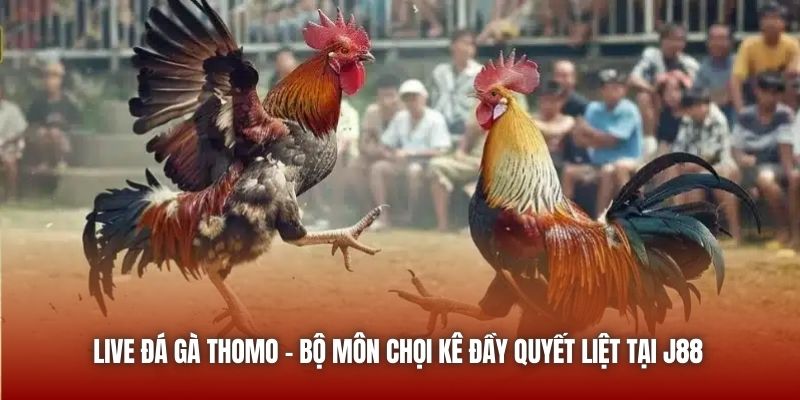 Live Đá Gà Thomo - Bộ Môn Chọi Kê Đầy Quyết Liệt Tại ABC8