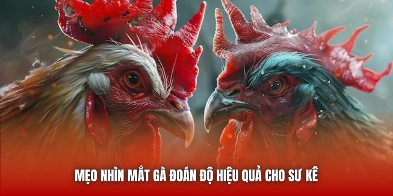 Mẹo nhìn mắt gà đoán độ hiệu quả cho sư kê 