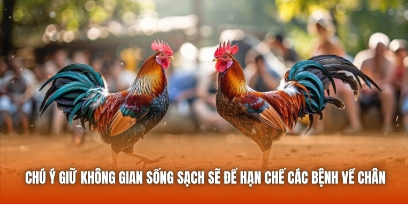 Chú ý giữ không gian sống sạch sẽ để hạn chế các bệnh về chân